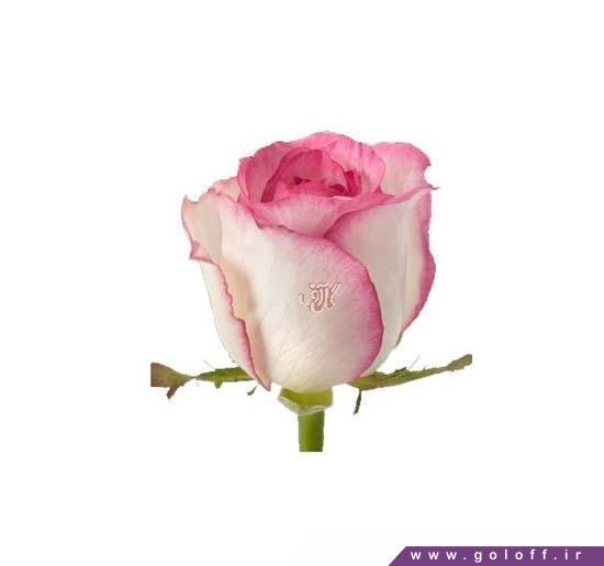 خرید گل - گل رز هلندی دولسه ویتا - Rose | گل آف